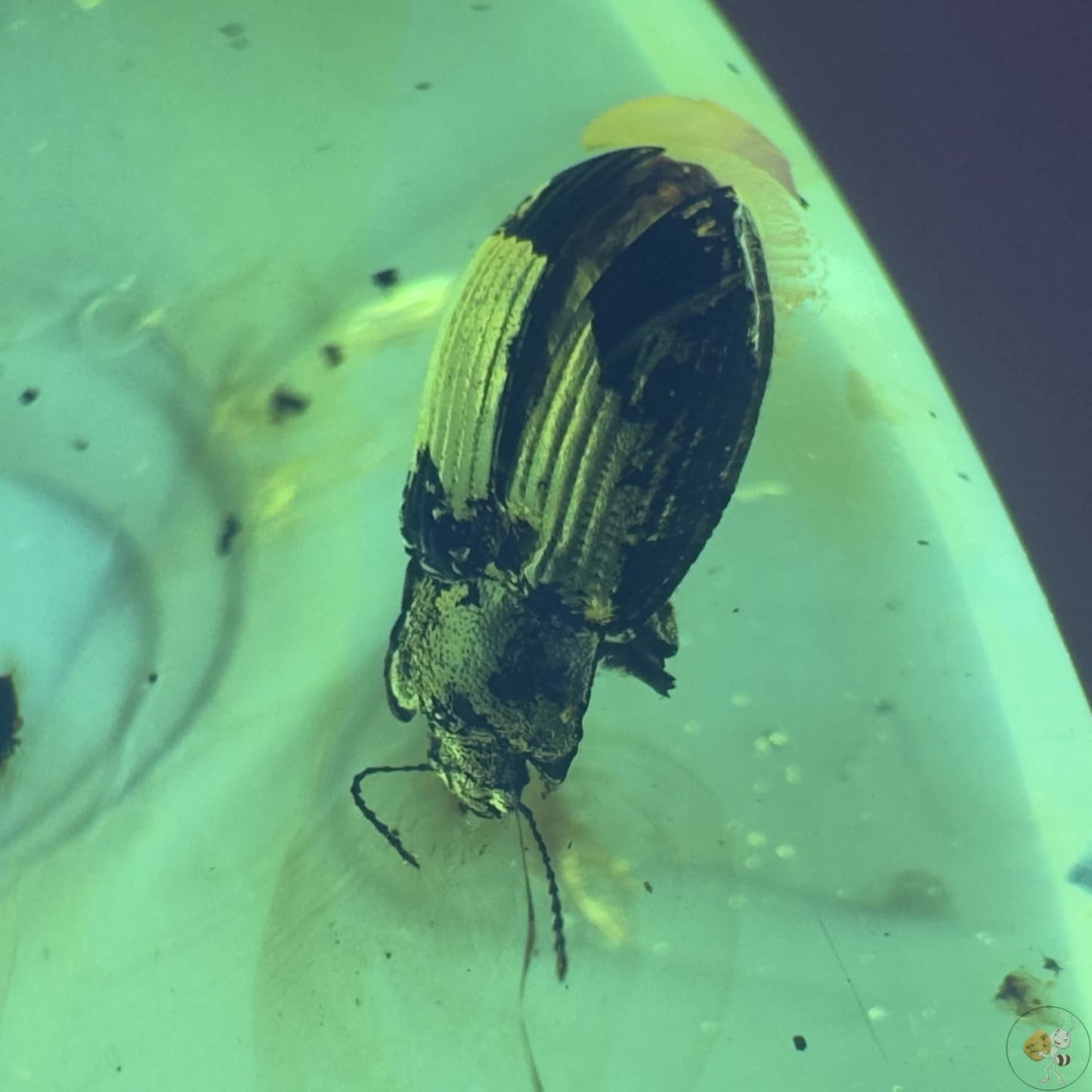 Ambre naturel du Mexique contenant un coléoptère fossilisé, parfaitement visible dans une teinte miel translucide-05