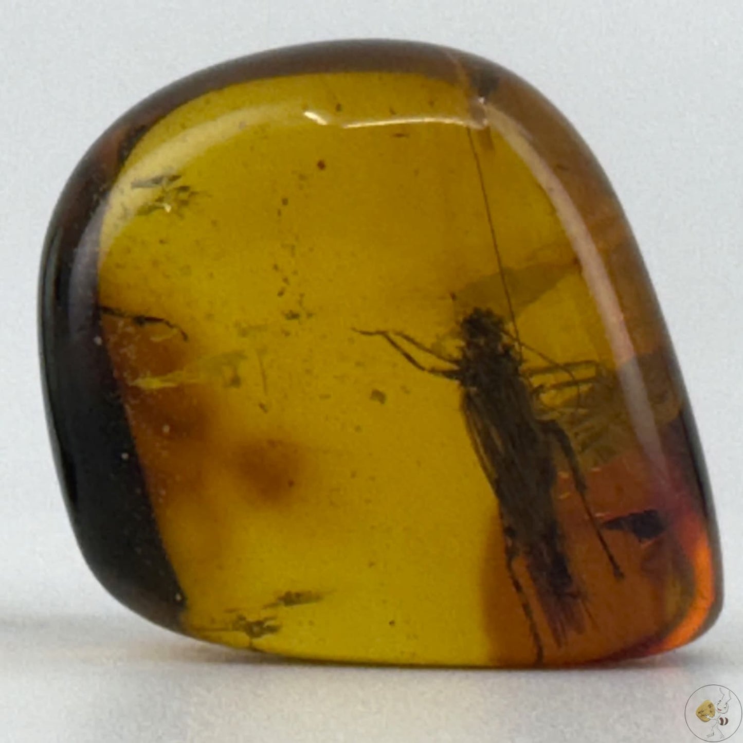 Ambre naturel du Mexique renfermant un criquet fossilisé, figé dans des teintes ambrées profondes-01