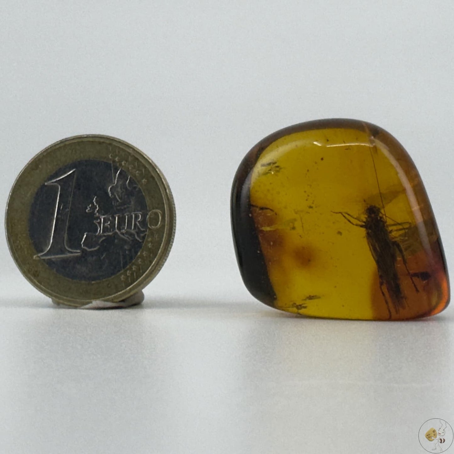 Ambre naturel du Mexique renfermant un criquet fossilisé, figé dans des teintes ambrées profondes-02