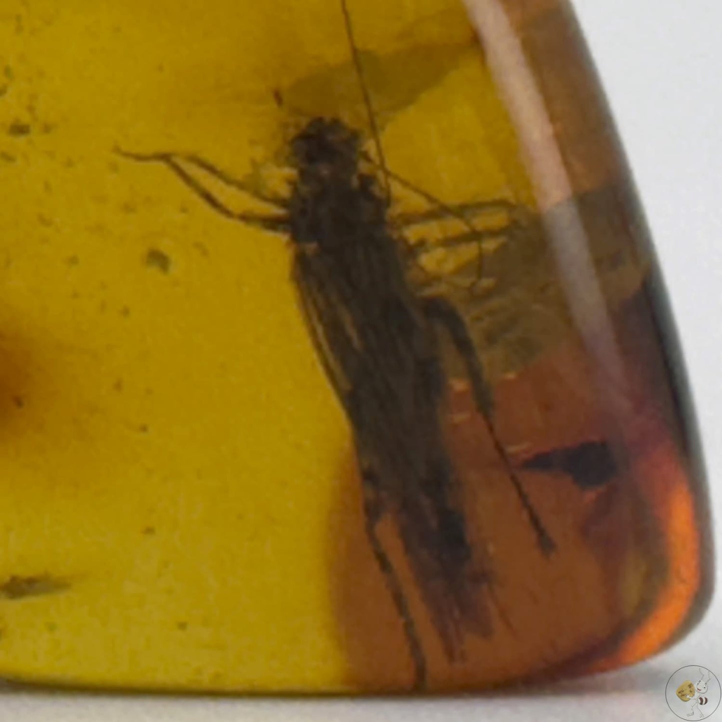 Ambre naturel du Mexique renfermant un criquet fossilisé, figé dans des teintes ambrées profondes-03