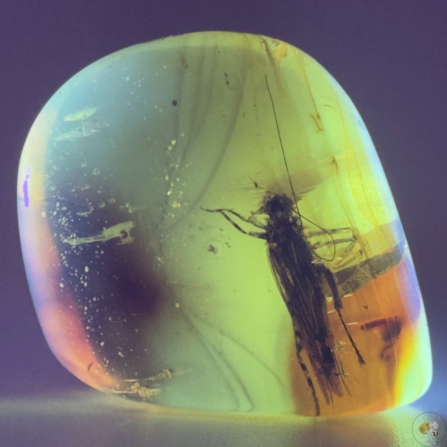 Ambre naturel du Mexique renfermant un criquet fossilisé, figé dans des teintes ambrées profondes-04