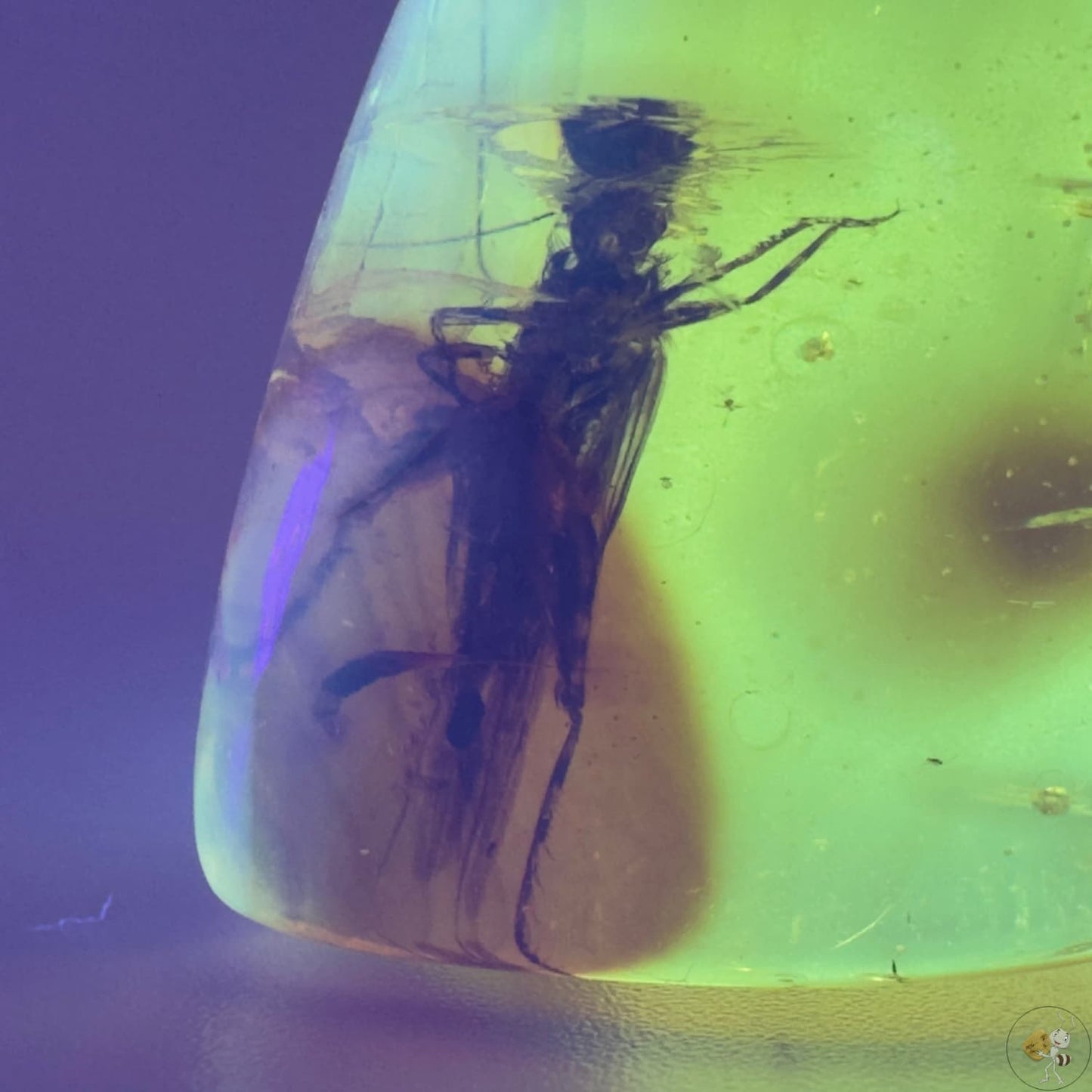 Ambre naturel du Mexique renfermant un criquet fossilisé, figé dans des teintes ambrées profondes-05