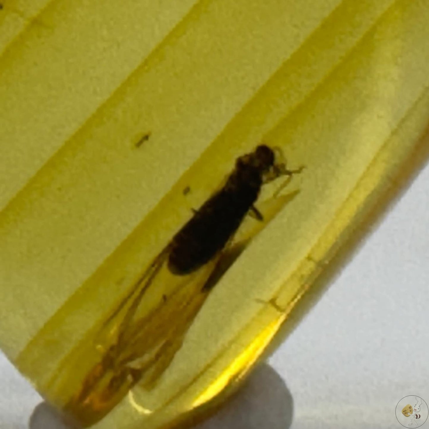 Cabochon d’ambre naturel du Mexique avec inclusion d’un moucheron, parfaitement visible dans des reflets dorés-03