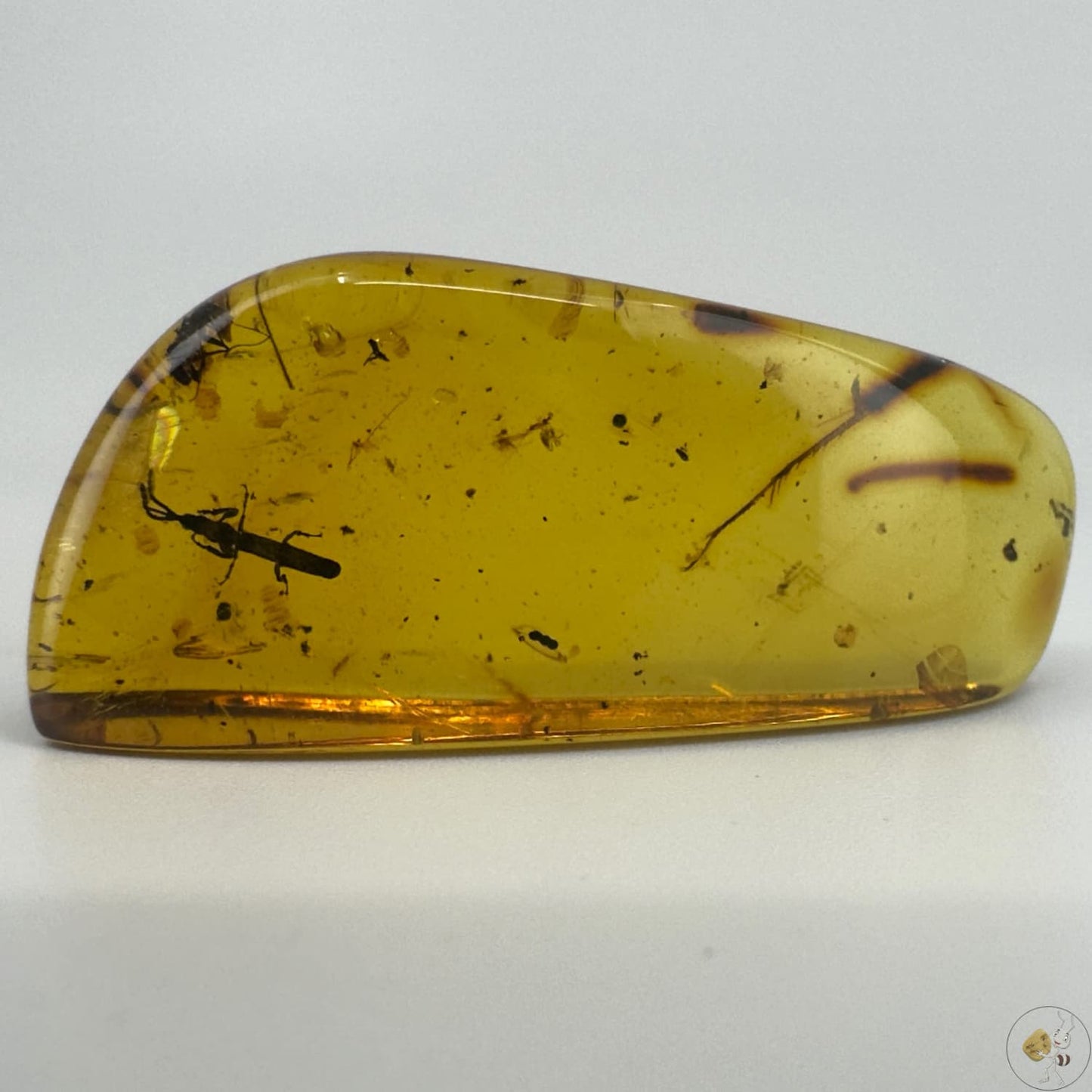 Ambre naturel du Mexique renfermant un charançon parfaitement visible, fossile rare et détaillé-01