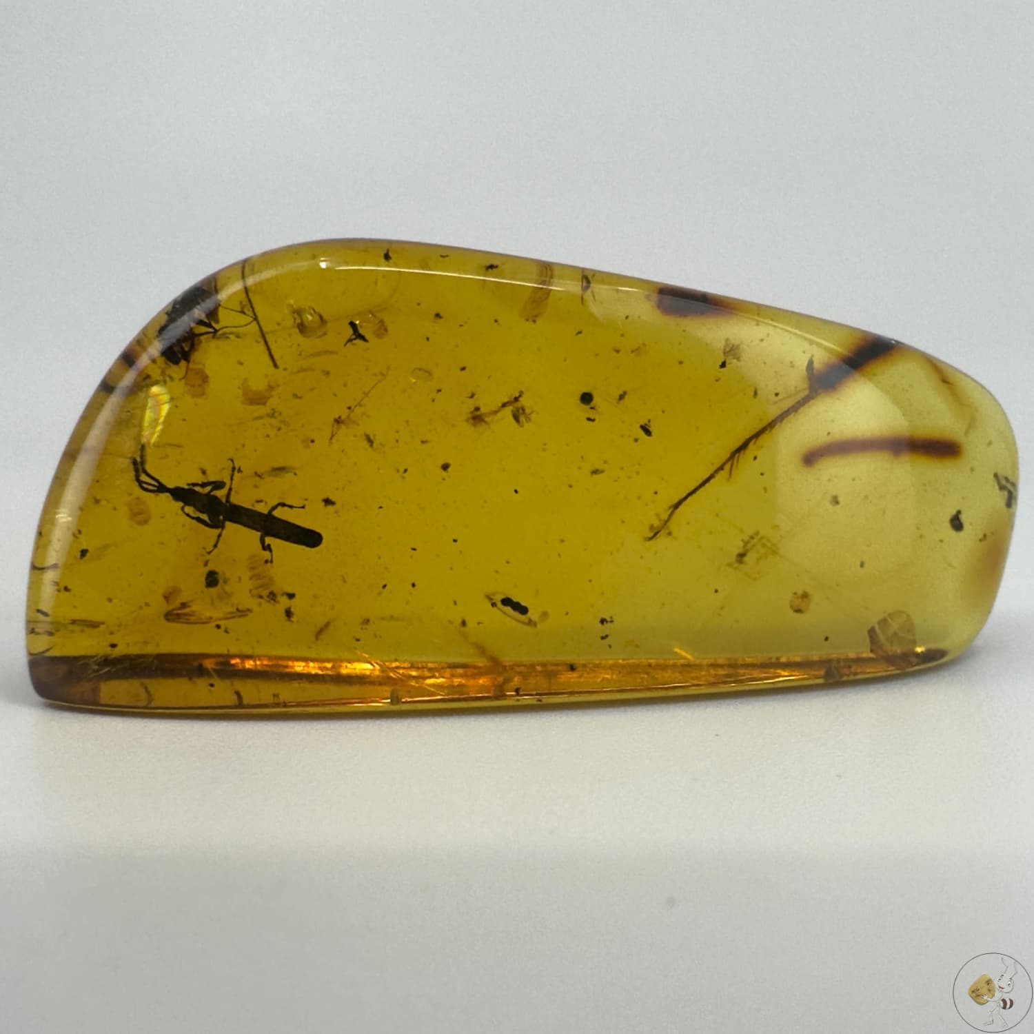 Ambre naturel du Mexique renfermant un charançon parfaitement visible, fossile rare et détaillé-01