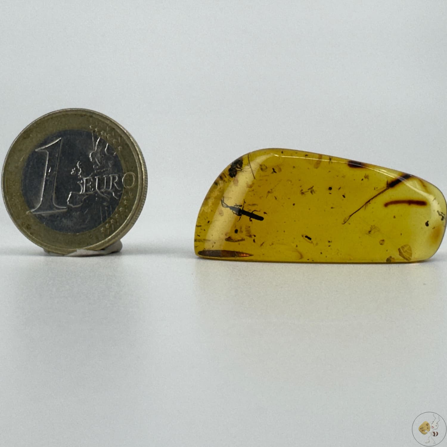 Ambre naturel du Mexique renfermant un charançon parfaitement visible, fossile rare et détaillé-02