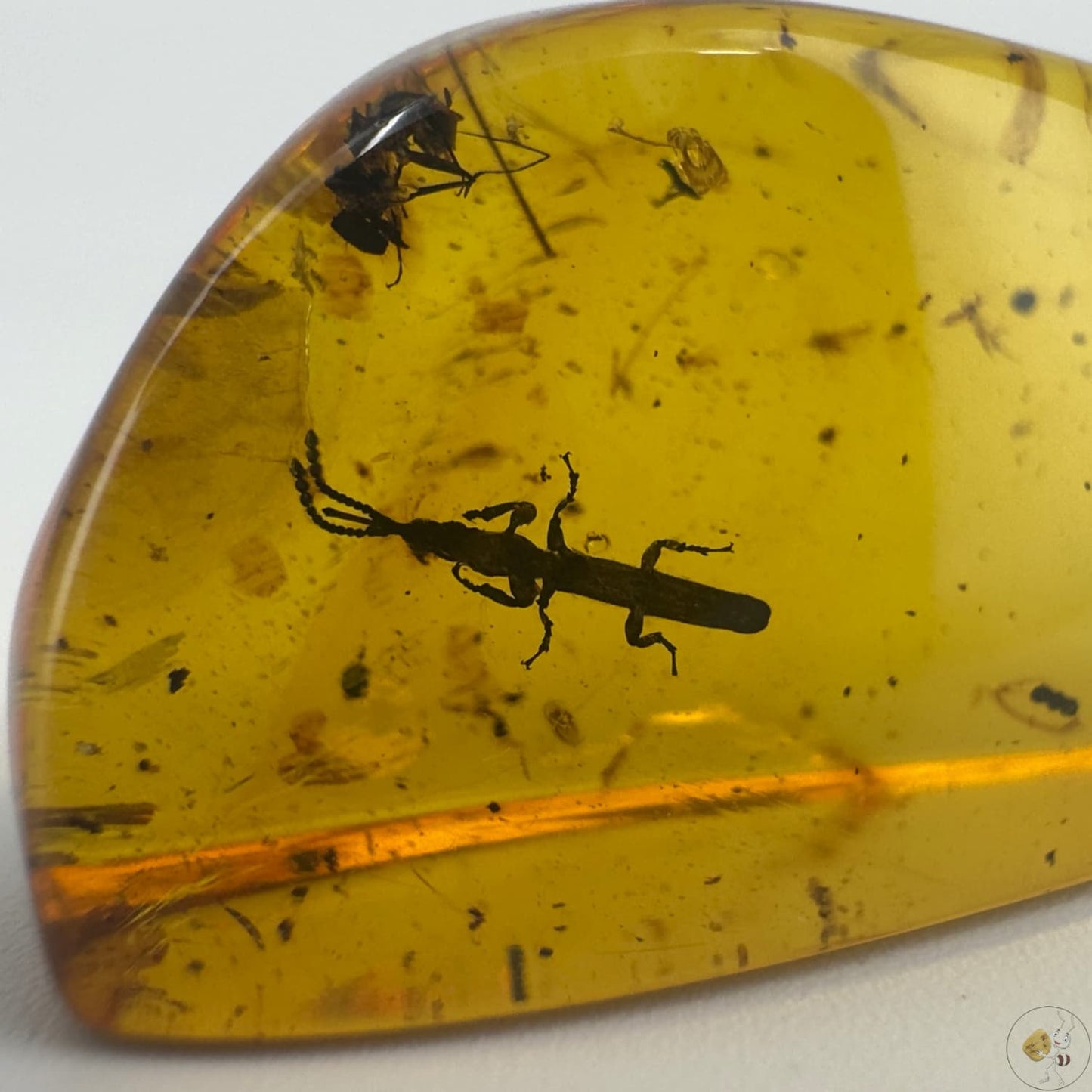 Ambre naturel du Mexique renfermant un charançon parfaitement visible, fossile rare et détaillé-03