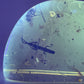 Ambre naturel du Mexique renfermant un charançon parfaitement visible, fossile rare et détaillé-04