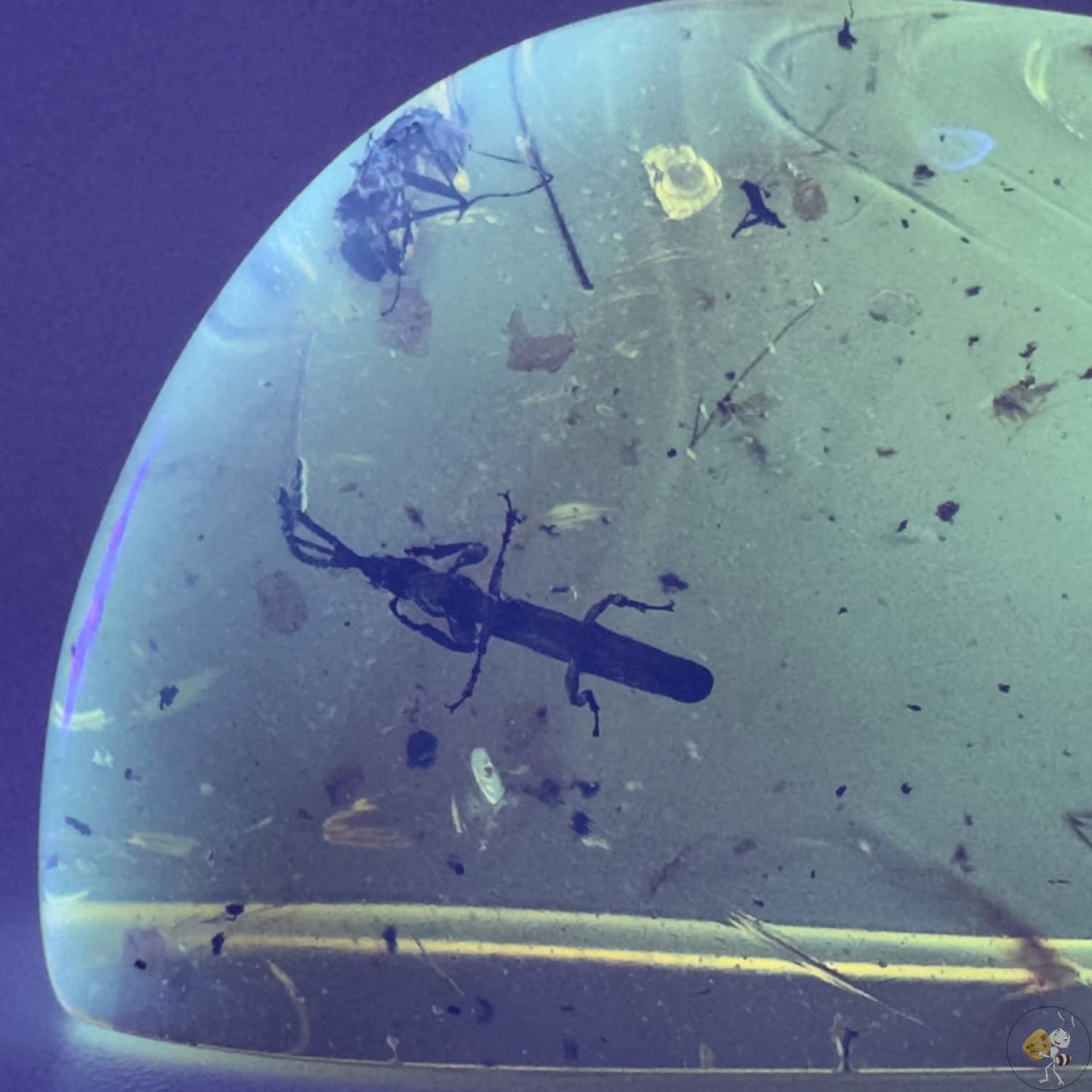 Ambre naturel du Mexique renfermant un charançon parfaitement visible, fossile rare et détaillé-04