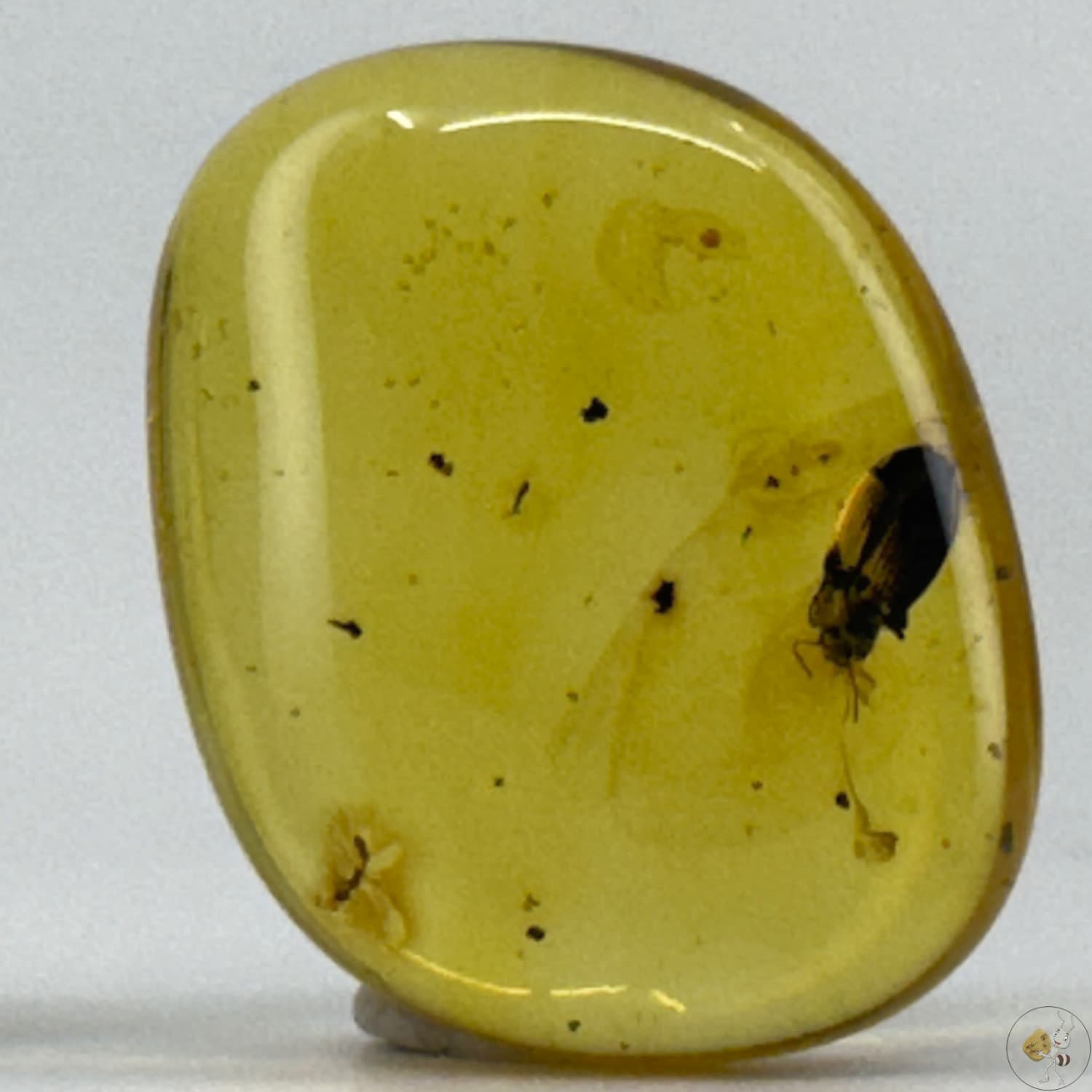 Ambre naturel du Mexique contenant un coléoptère fossilisé, parfaitement visible dans une teinte miel translucide-01