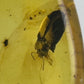 Ambre naturel du Mexique contenant un coléoptère fossilisé, parfaitement visible dans une teinte miel translucide-03