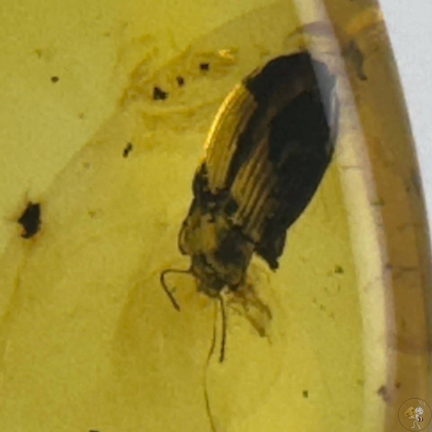 Ambre naturel du Mexique contenant un coléoptère fossilisé, parfaitement visible dans une teinte miel translucide-03
