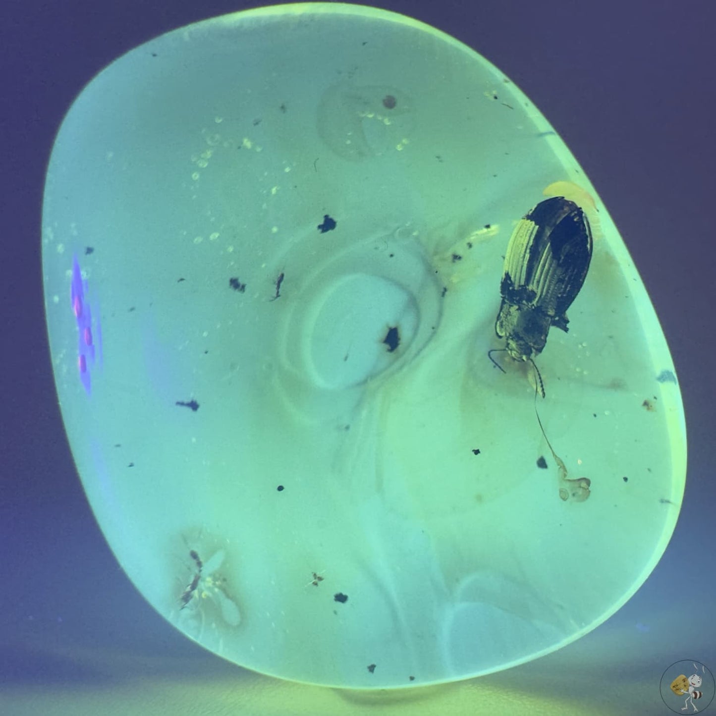 Ambre naturel du Mexique contenant un coléoptère fossilisé, parfaitement visible dans une teinte miel translucide-04