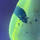 Ambre naturel du Mexique contenant un coléoptère fossilisé, parfaitement visible dans une teinte miel translucide-06