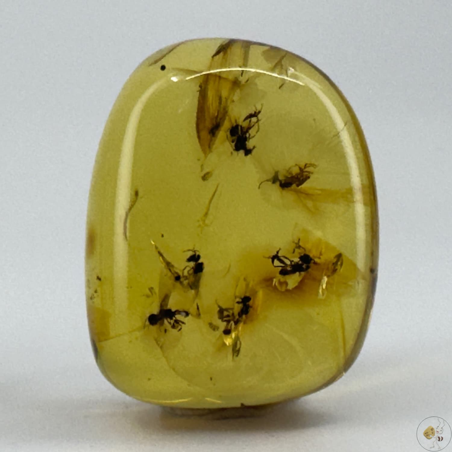 Cabochon d’ambre naturel du Mexique contenant plusieurs insectes volants parfaitement visibles, figés dans la résine fossile-01