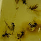 Cabochon d’ambre naturel du Mexique contenant plusieurs insectes volants parfaitement visibles, figés dans la résine fossile-03