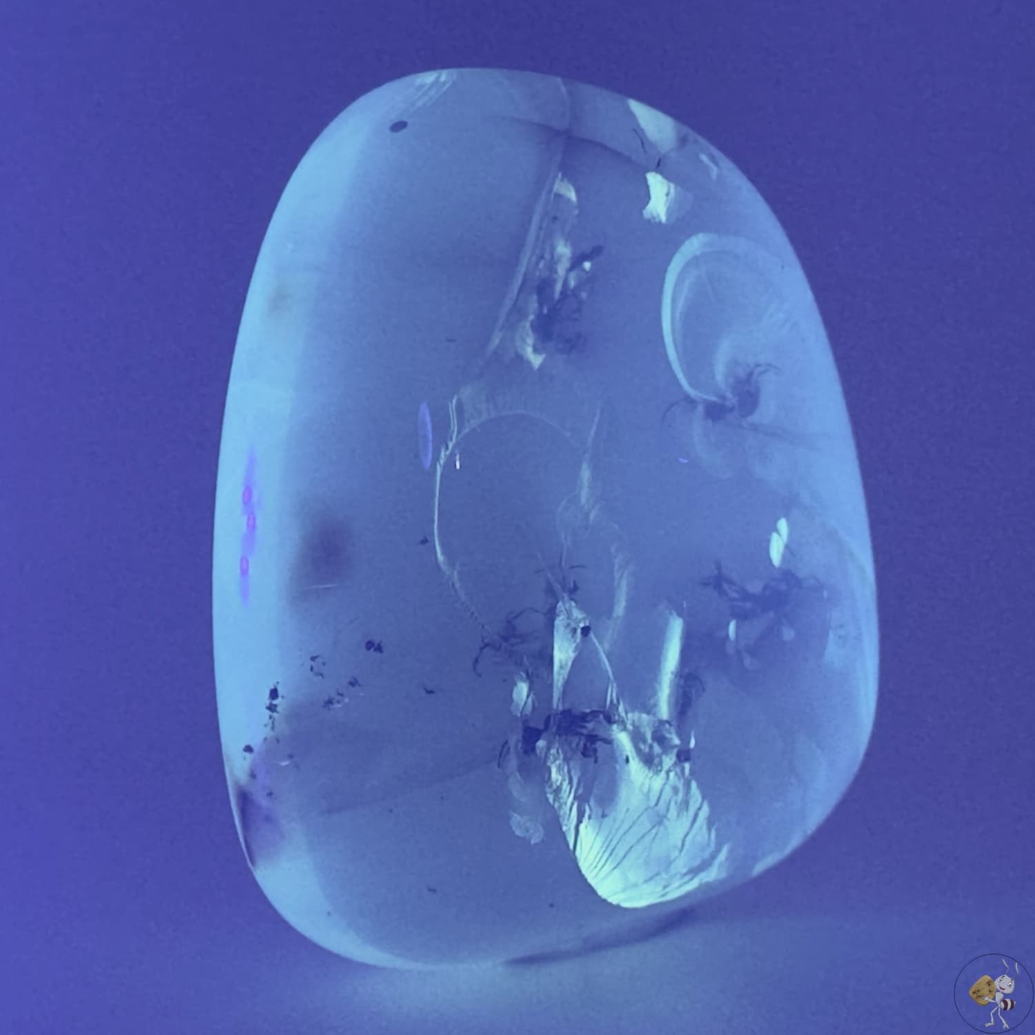 Cabochon d’ambre naturel du Mexique contenant plusieurs insectes volants parfaitement visibles, figés dans la résine fossile-05