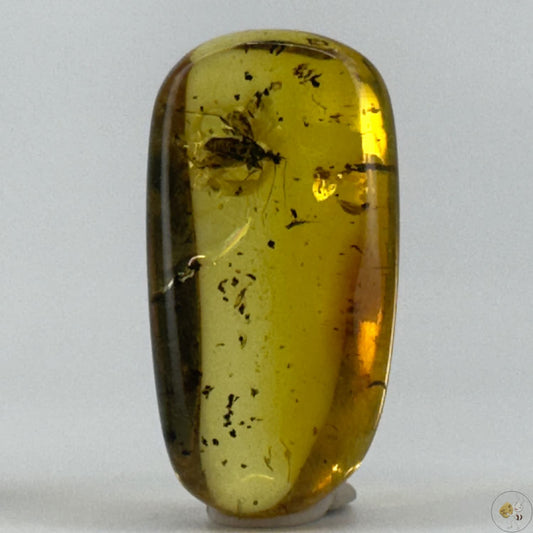 Cabochon d’ambre naturel mexicain avec inclusion d’une réduve masquée, parfaitement conservée-01