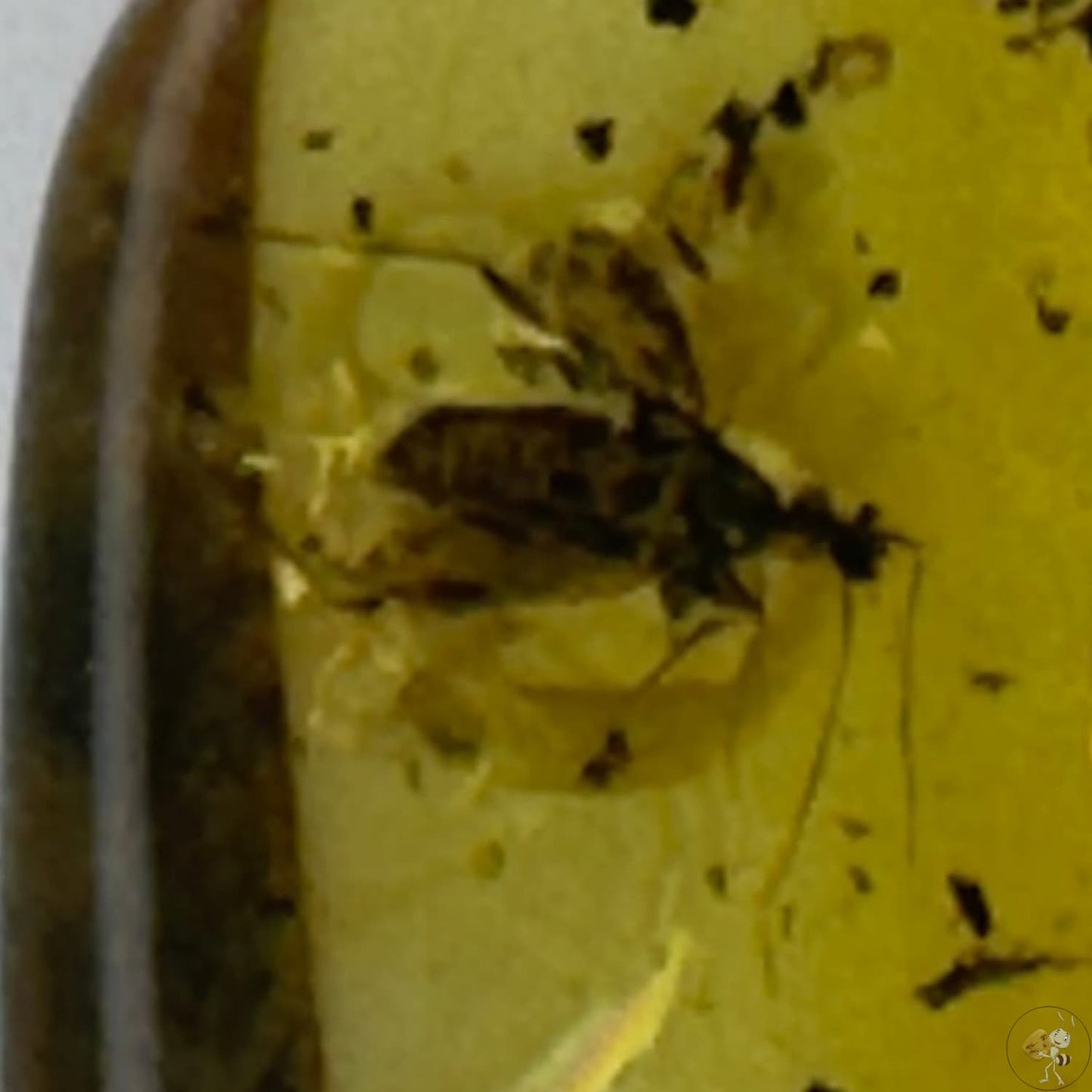Cabochon d’ambre naturel mexicain avec inclusion d’une réduve masquée, parfaitement conservée-03