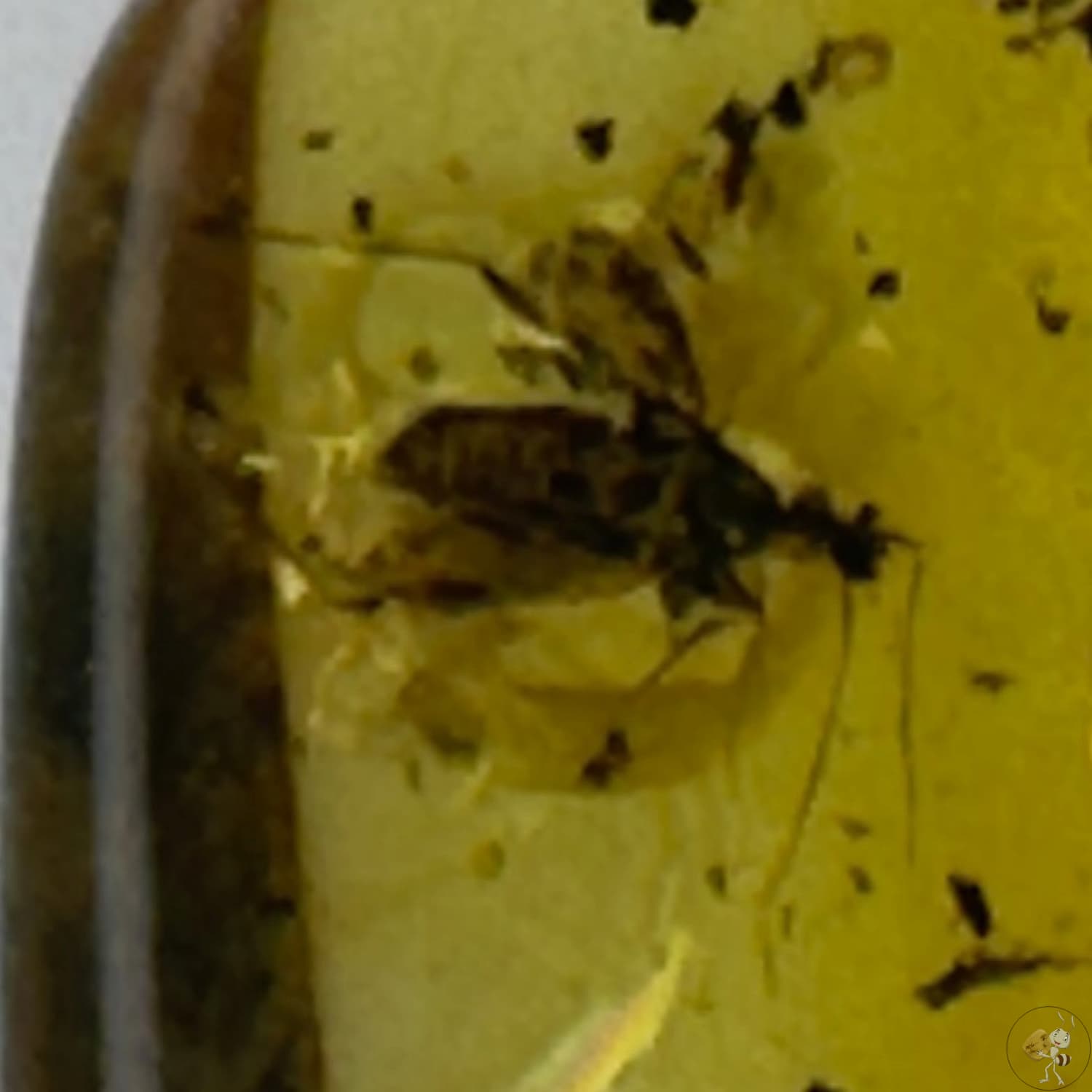 Cabochon d’ambre naturel mexicain avec inclusion d’une réduve masquée, parfaitement conservée-03