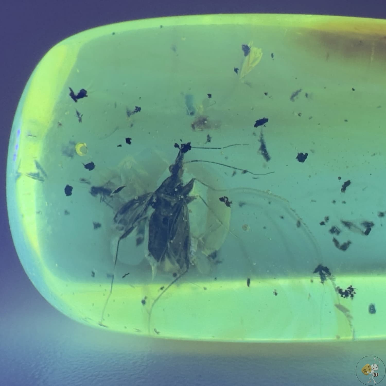 Cabochon d’ambre naturel mexicain avec inclusion d’une réduve masquée, parfaitement conservée-04
