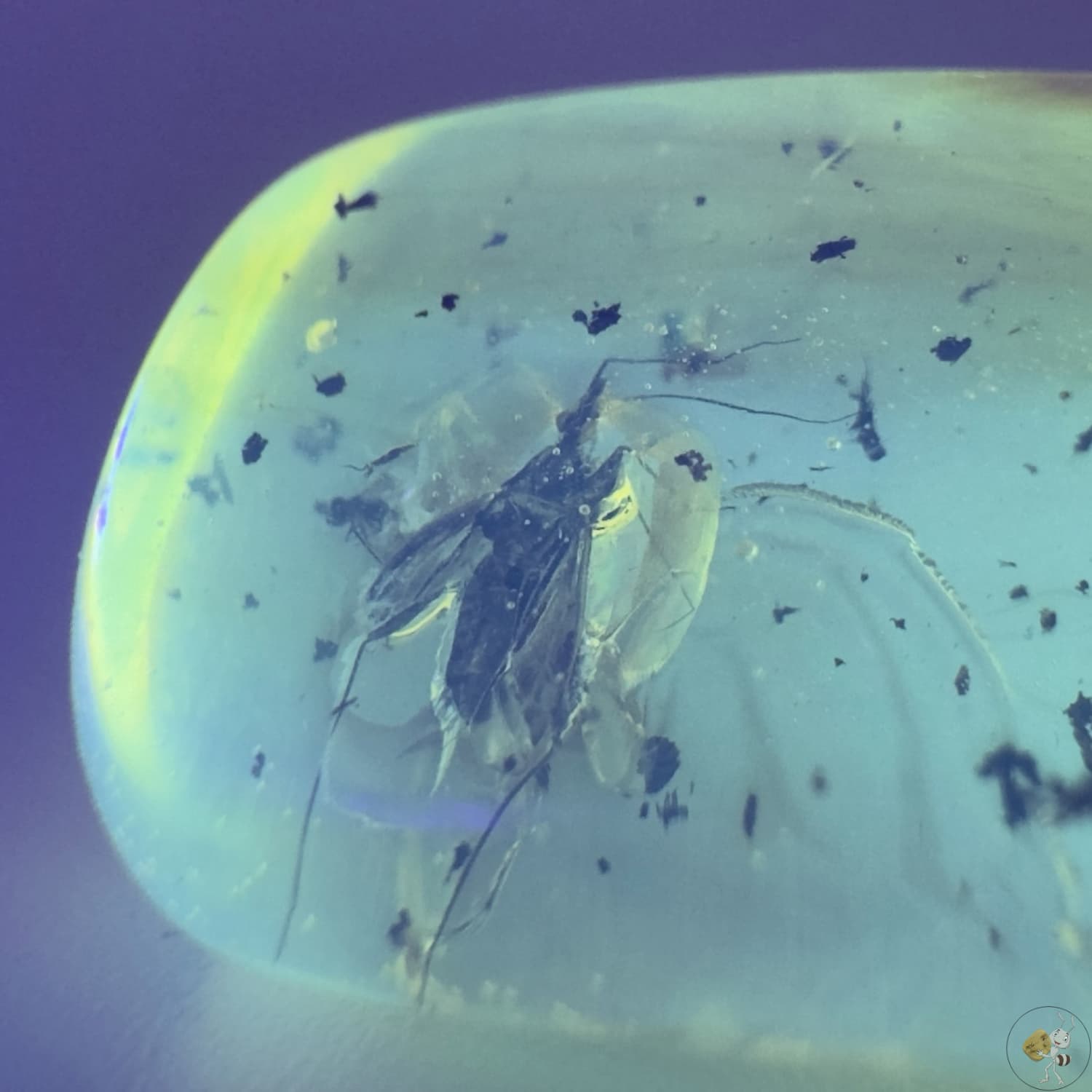 Cabochon d’ambre naturel mexicain avec inclusion d’une réduve masquée, parfaitement conservée-05