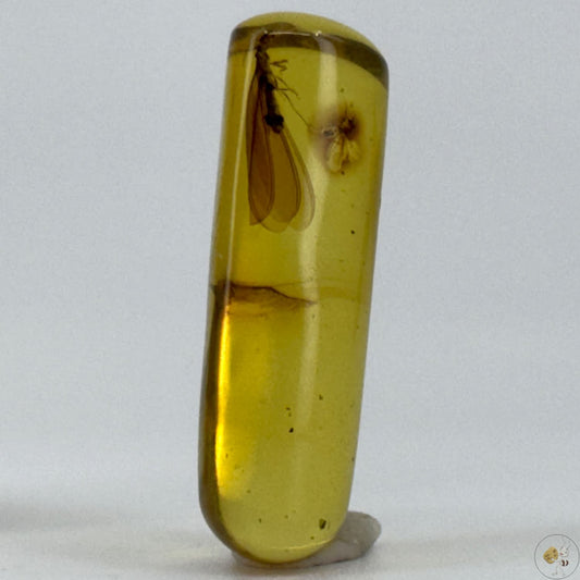 Ambre naturel du Mexique avec inclusion d’une termite ailée parfaitement conservée-01