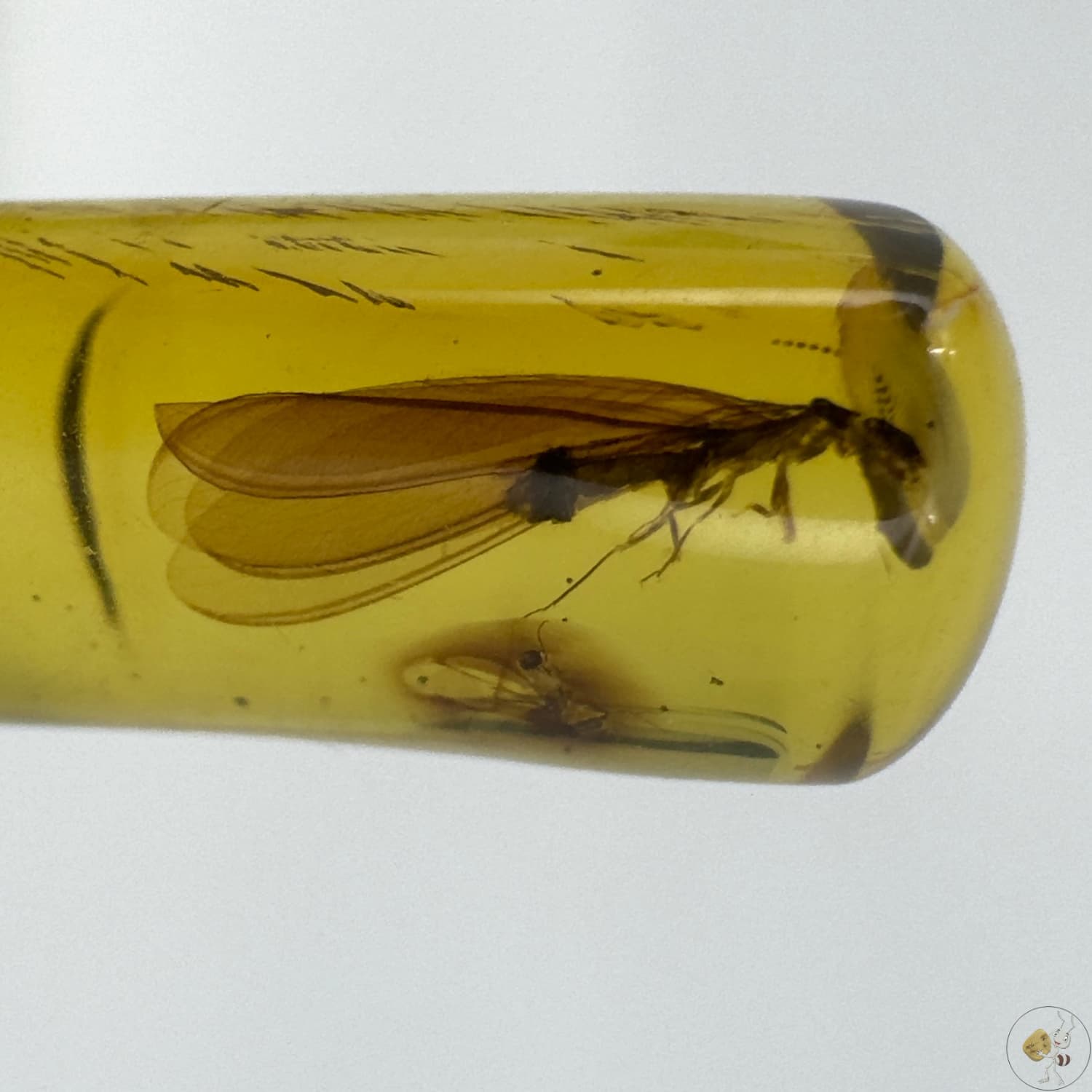 Ambre naturel du Mexique avec inclusion d’une termite ailée parfaitement conservée-03