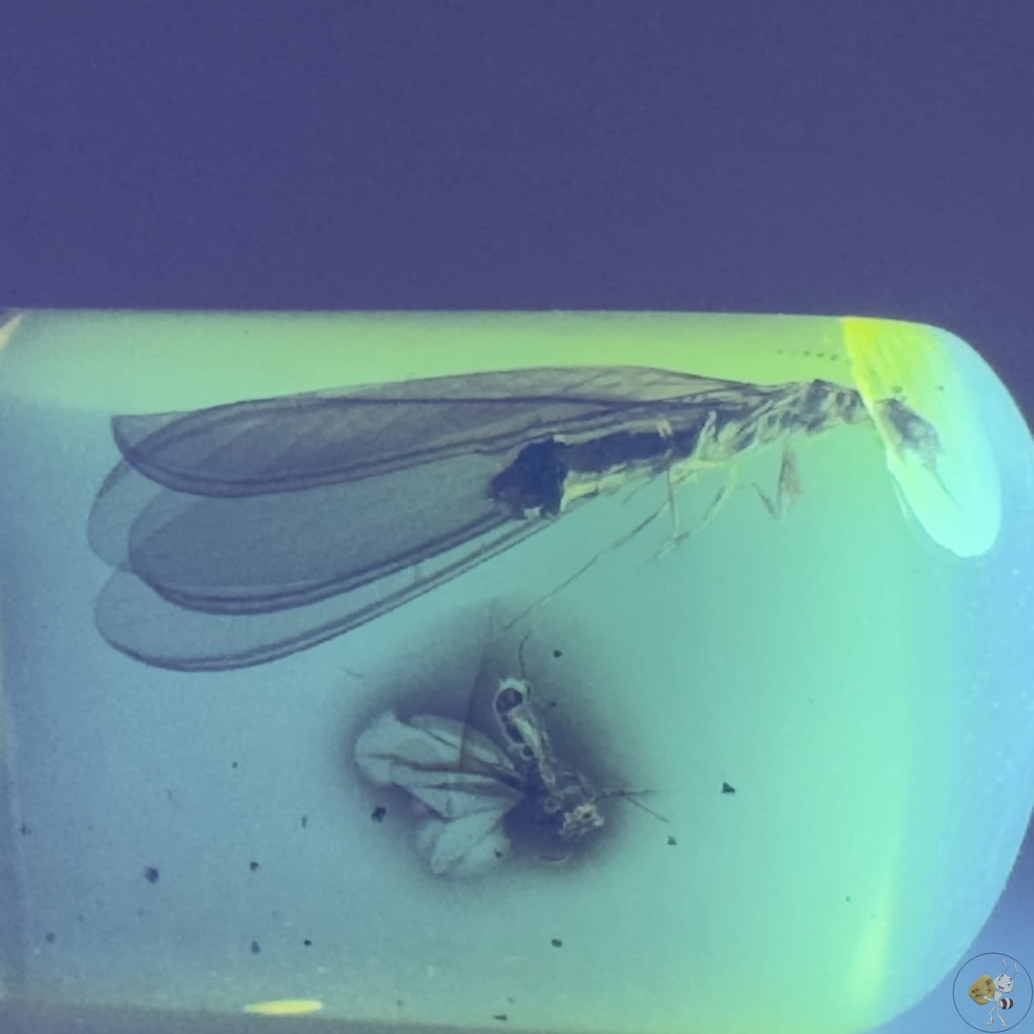 Ambre naturel du Mexique avec inclusion d’une termite ailée parfaitement conservée-04