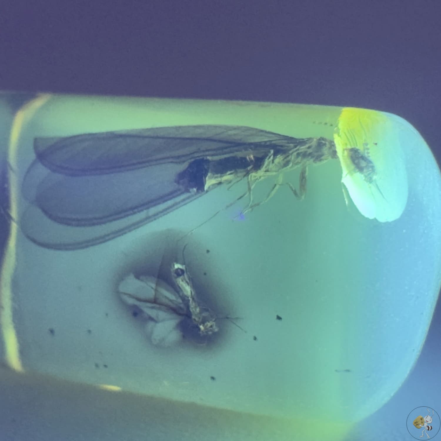 Ambre naturel du Mexique avec inclusion d’une termite ailée parfaitement conservée-05
