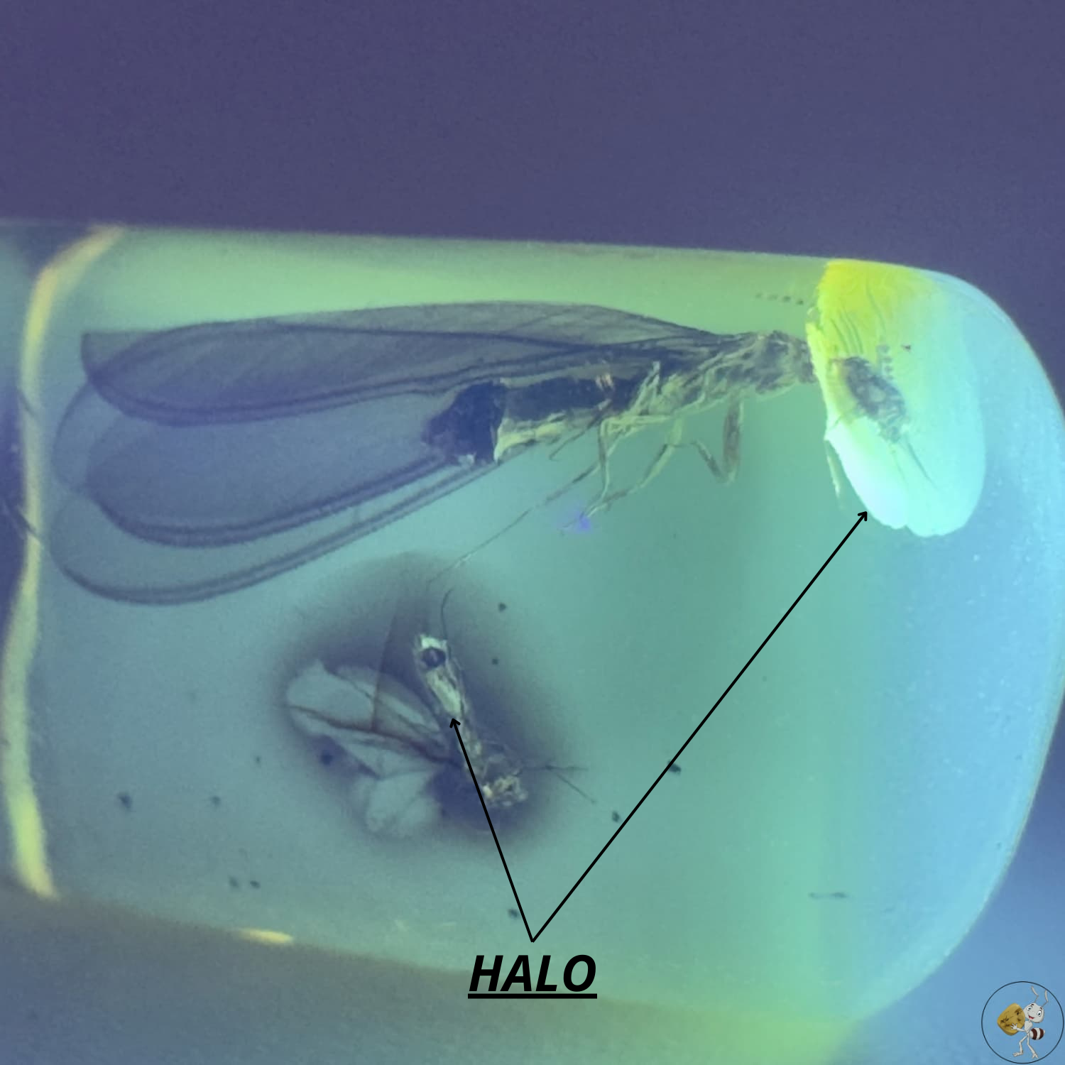 Ambre naturel du Mexique avec inclusion d’une termite ailée parfaitement conservée-06
