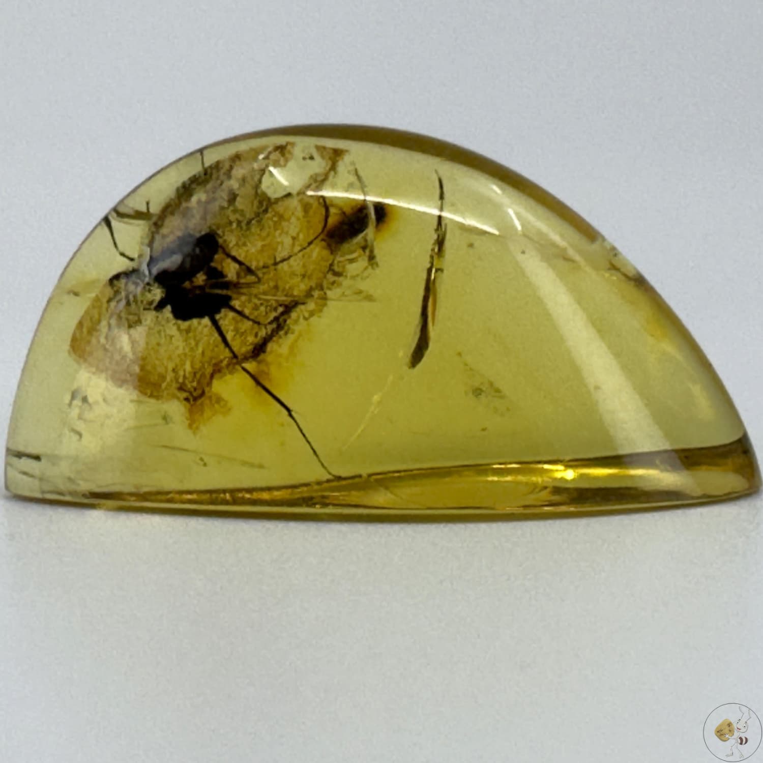 Cabochon d’ambre naturel du Mexique avec inclusion complète d’une fourmi visible en transparence-01