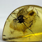 Cabochon d’ambre naturel du Mexique avec inclusion complète d’une fourmi visible en transparence-03