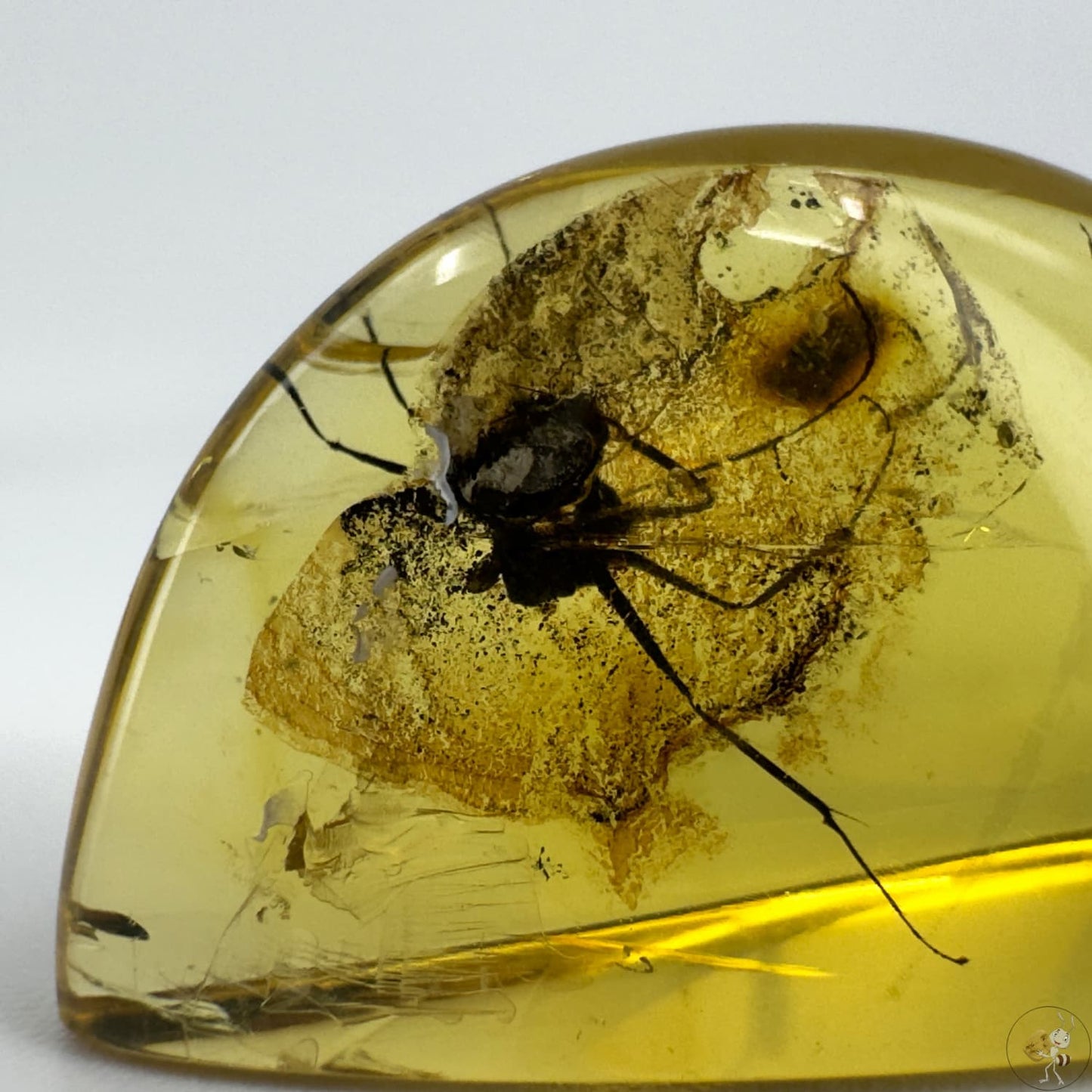 Cabochon d’ambre naturel du Mexique avec inclusion complète d’une fourmi visible en transparence-03