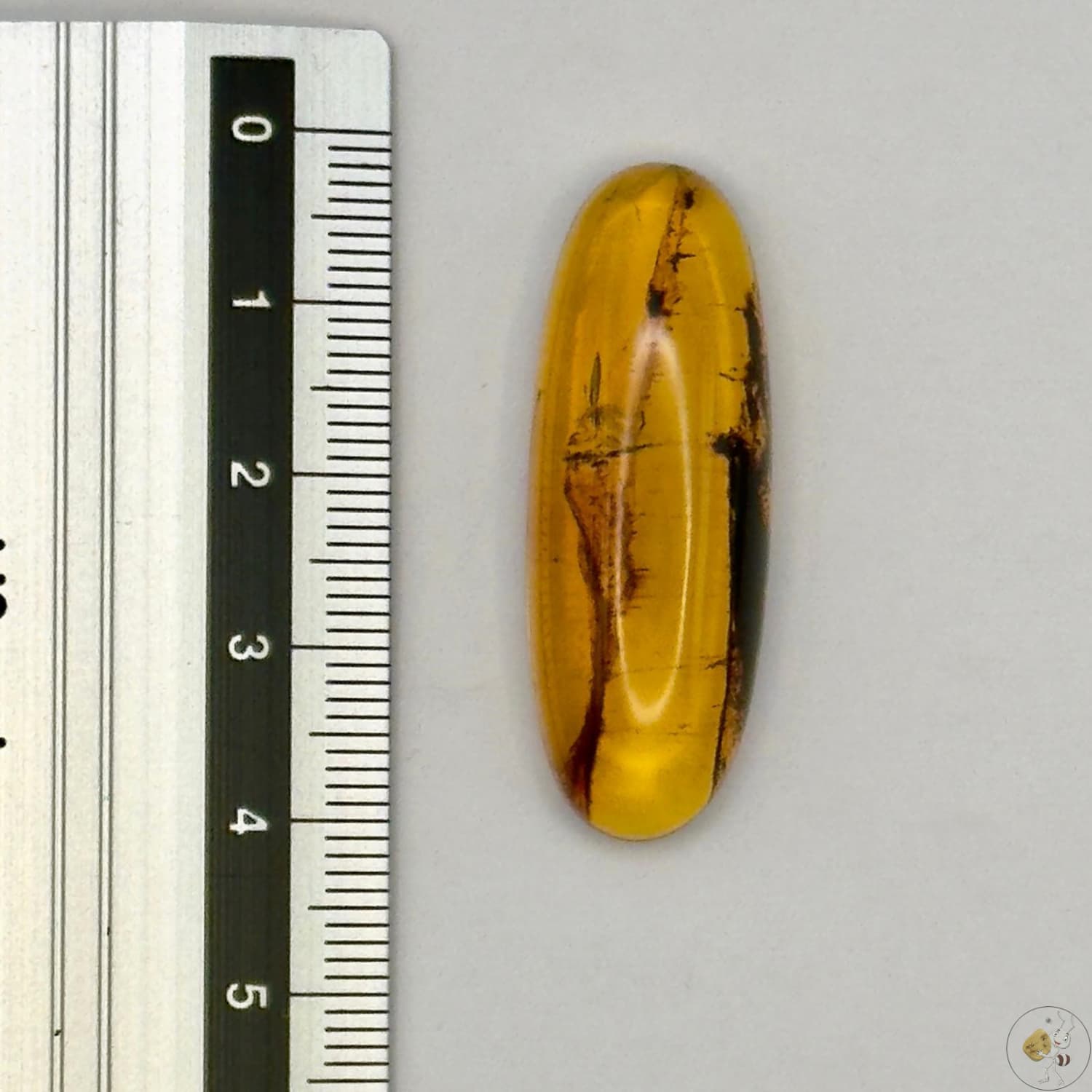 Cabochon en ambre jaune du Mexique, forme ovale, avec des inclusions naturelles et une finition polie. Présenté avec une règle pour référence
