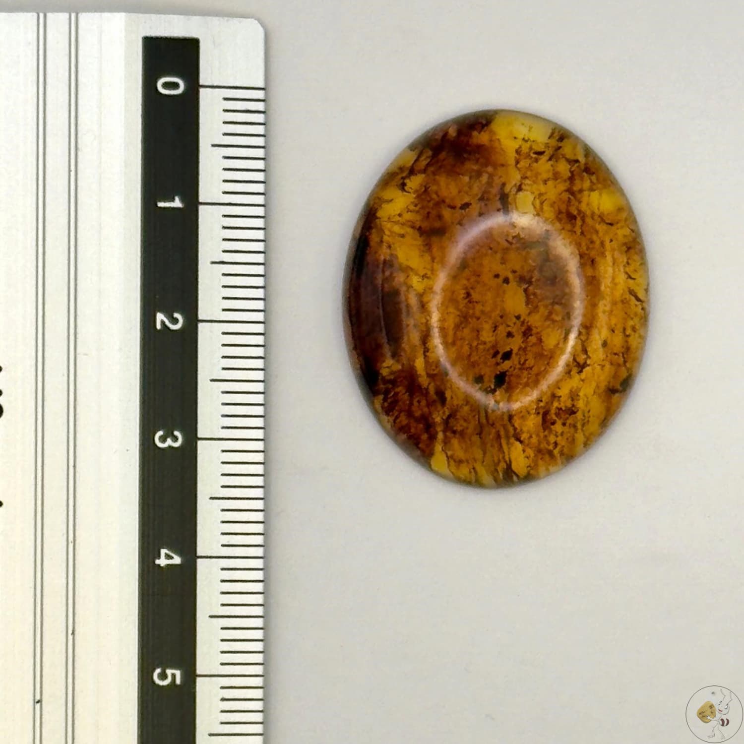 Cabochon en ambre jaune du Mexique, forme ovale, avec des inclusions naturelles et une finition polie. Présenté avec une règle pour référence