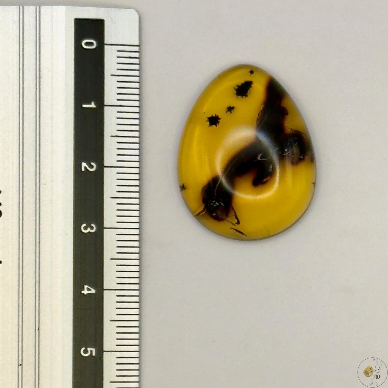 Cabochon en ambre jaune du Mexique, forme ovale, avec des inclusions naturelles et une finition polie. Présenté avec une règle pour référence