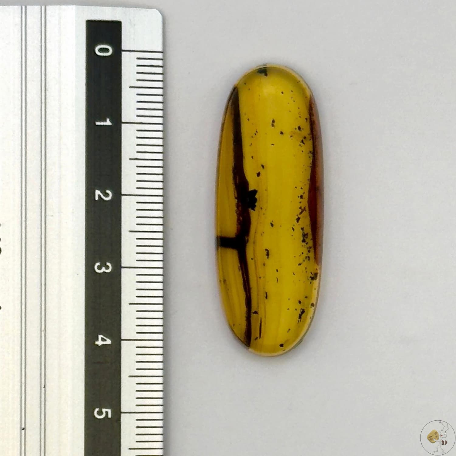 Cabochon en ambre jaune du Mexique, forme ovale, avec des inclusions naturelles et une finition polie. Présenté avec une règle pour référence
