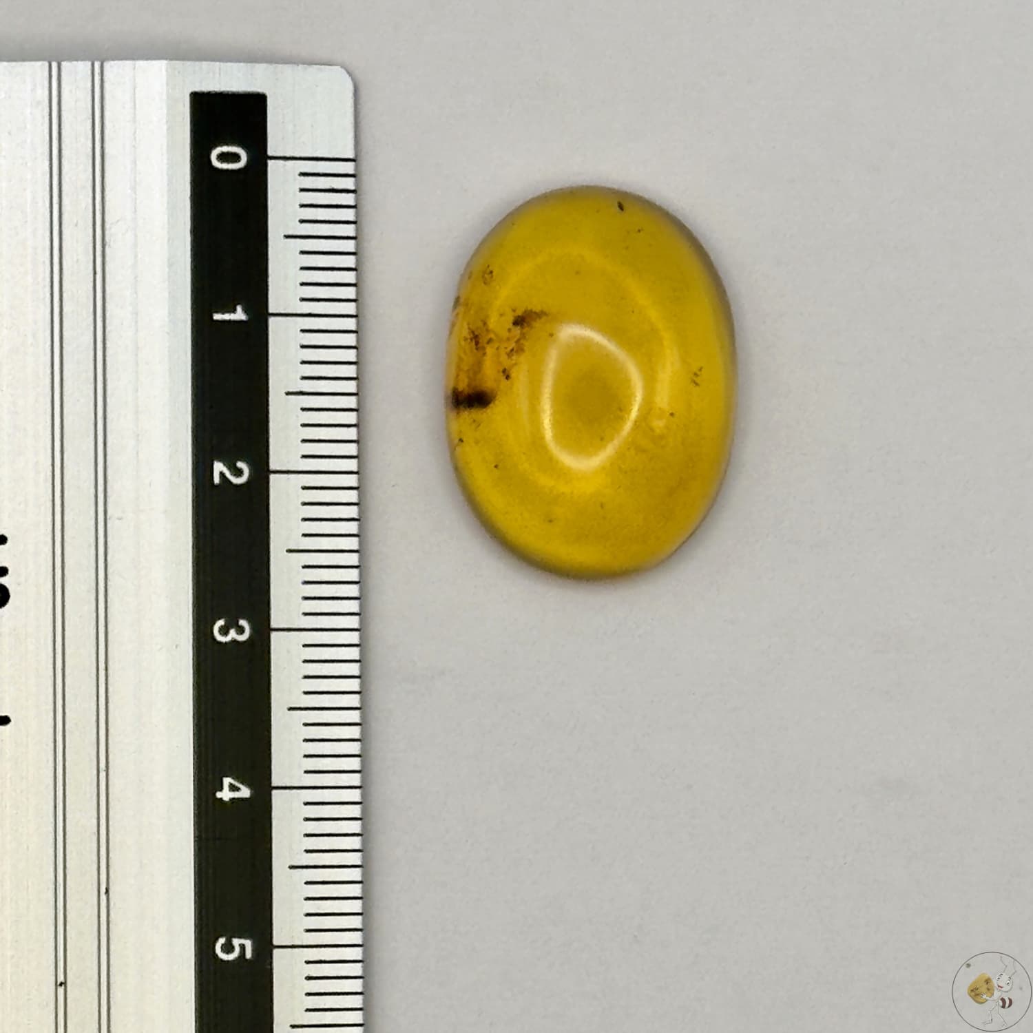 Cabochon en ambre jaune du Mexique, forme ovale, avec des inclusions naturelles et une finition polie. Présenté avec une règle pour référence