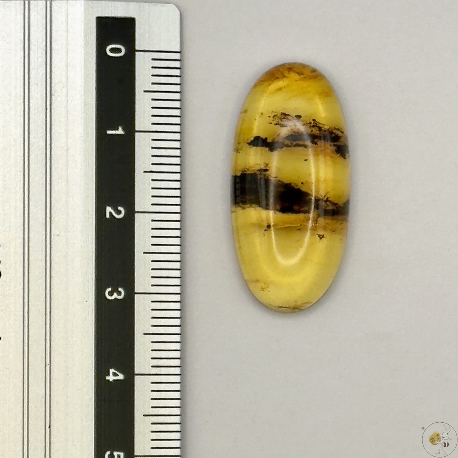 Cabochon en ambre jaune du Mexique, forme ovale, avec des inclusions naturelles et une finition polie. Présenté avec une règle pour référence