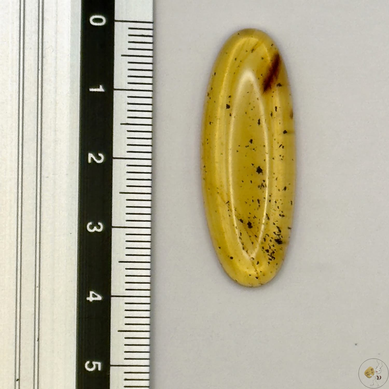 Cabochon en ambre jaune du Mexique, forme ovale, avec des inclusions naturelles et une finition polie. Présenté avec une règle pour référence