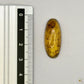 Cabochon en ambre jaune du Mexique, forme ovale, avec des inclusions naturelles et une finition polie. Présenté avec une règle pour référence