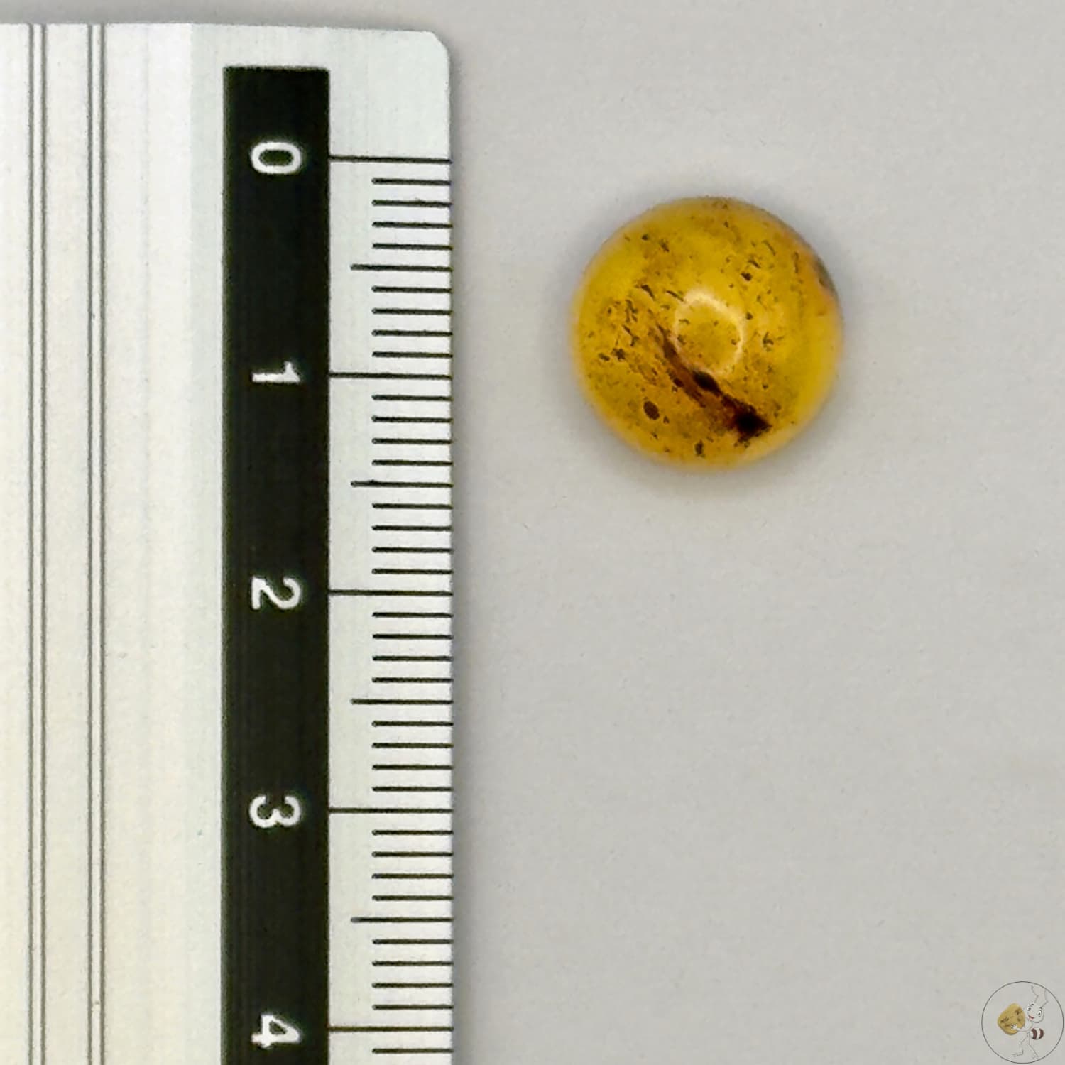 Cabochon en ambre jaune du Mexique, forme ronde, avec des inclusions naturelles et une finition polie. Présenté avec une règle pour référence
