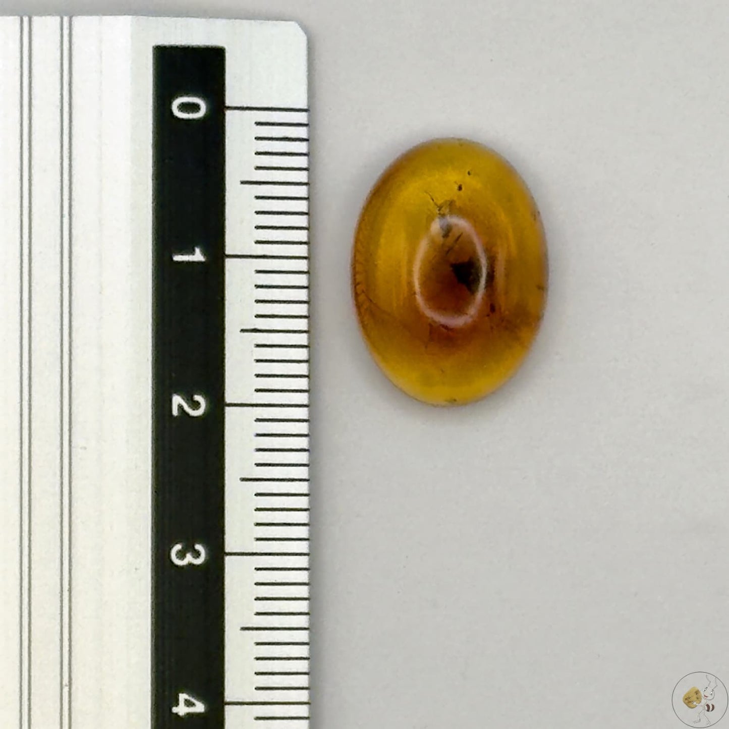 Cabochon en ambre jaune du Mexique, forme ovale, avec des inclusions naturelles et une finition polie. Présenté avec une règle pour référence