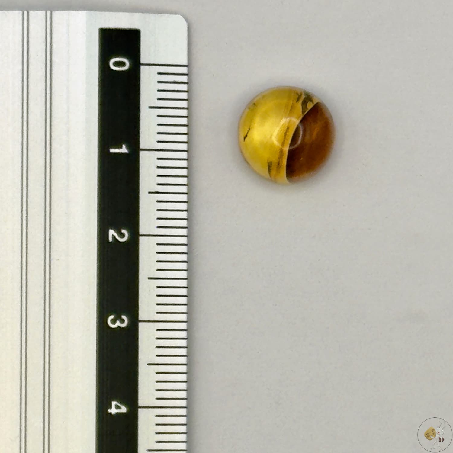 Cabochon en ambre jaune du Mexique, forme ronde, avec des inclusions naturelles et une finition polie. Présenté avec une règle pour référence