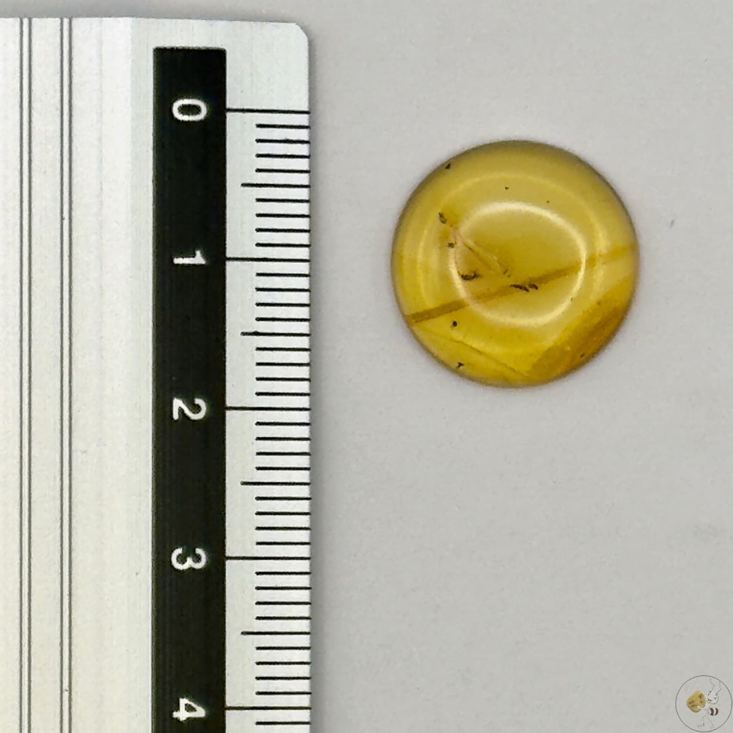 Cabochon en ambre jaune du Mexique, forme ronde, avec des inclusions naturelles et une finition polie. Présenté avec une règle pour référence