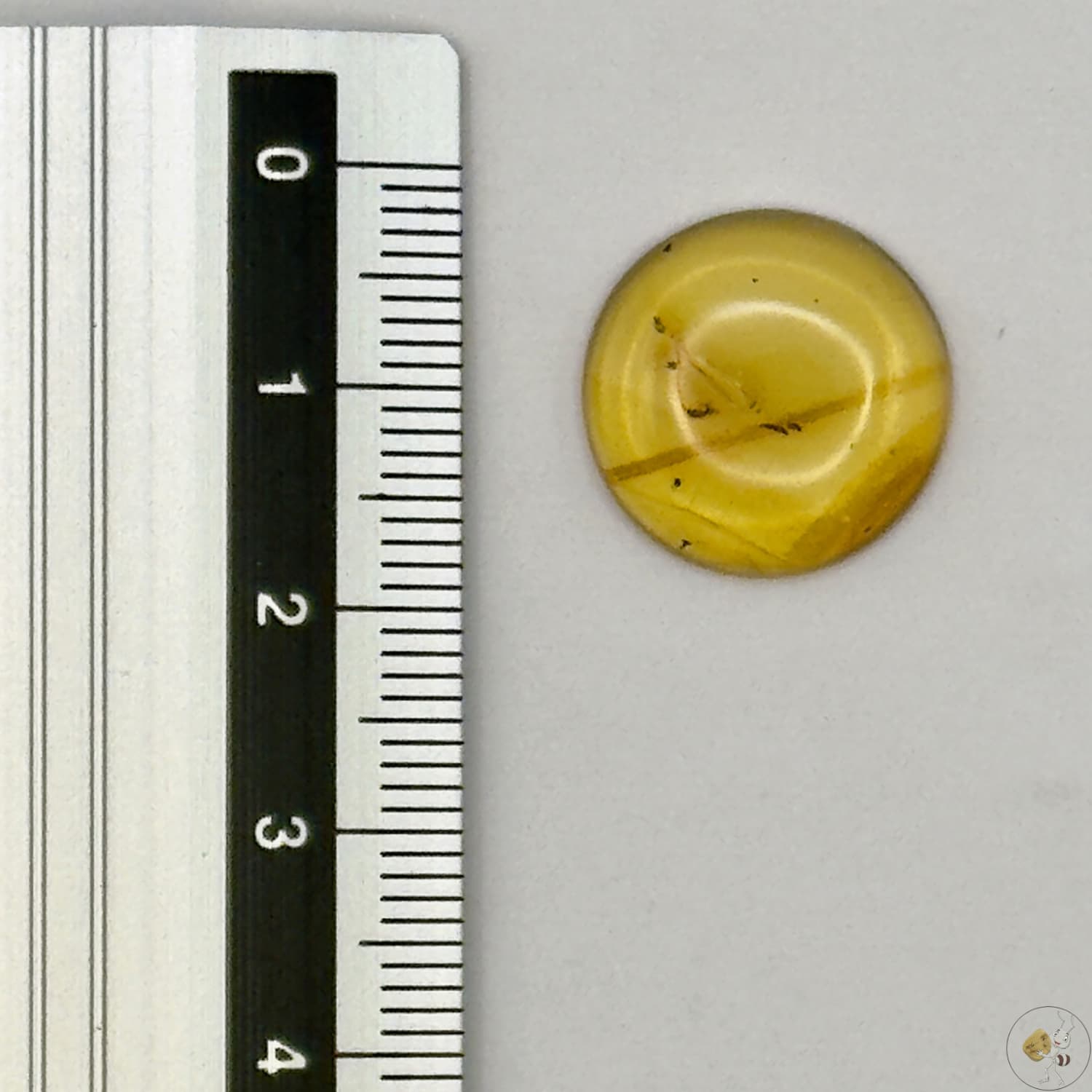 Cabochon en ambre jaune du Mexique, forme ronde, avec des inclusions naturelles et une finition polie. Présenté avec une règle pour référence