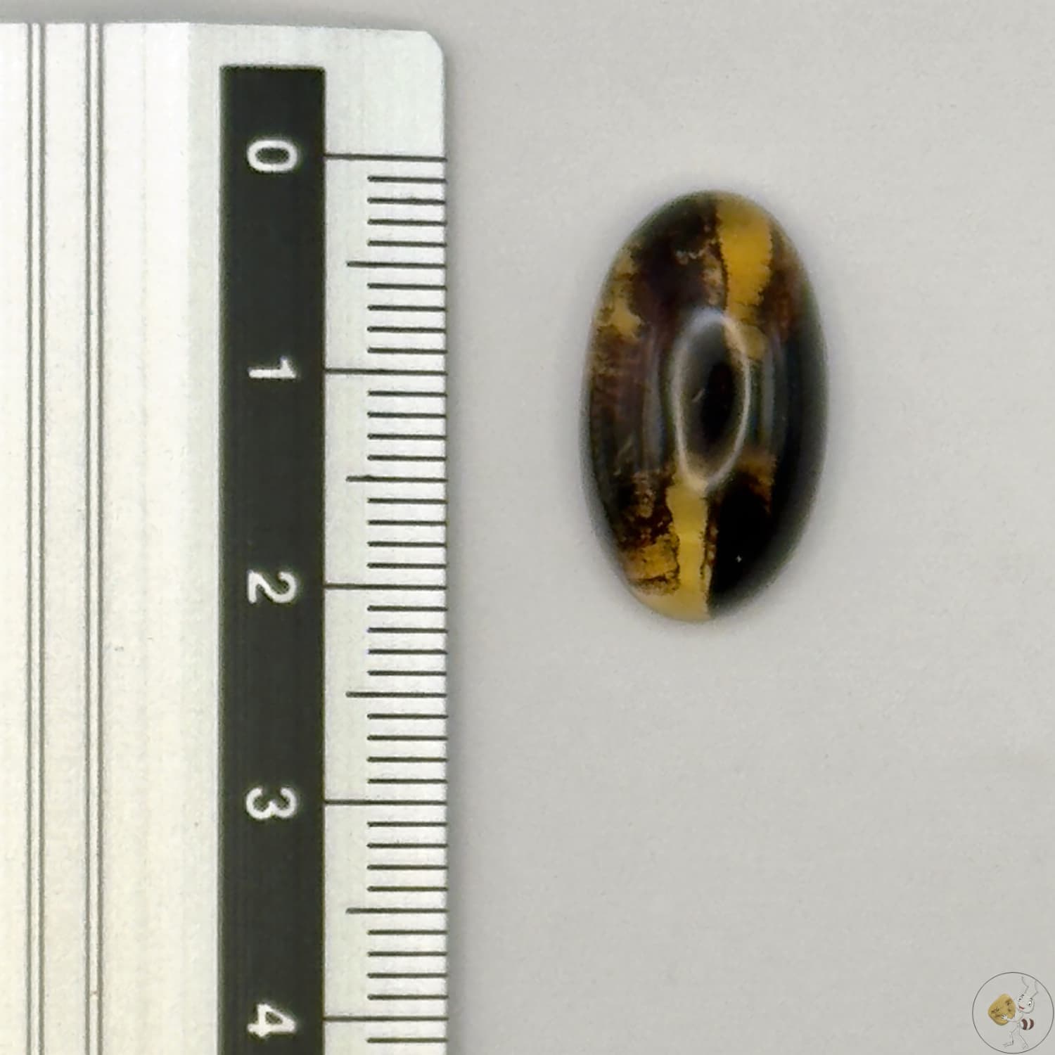 Cabochon en ambre jaune du Mexique, forme ovale, avec des inclusions naturelles et une finition polie. Présenté avec une règle pour référence