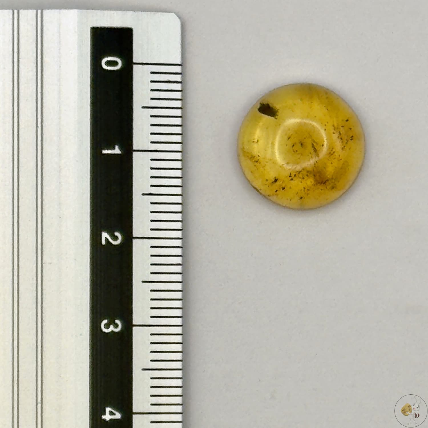 Cabochon en ambre jaune du Mexique, forme ronde, avec des inclusions naturelles et une finition polie. Présenté avec une règle pour référence