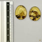 Paire de cabochons en ambre naturel du Mexique – Forme Ovale | Formiga Loca